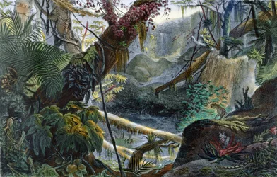 Valley in the Serra do Mar, illustrasjon fra 